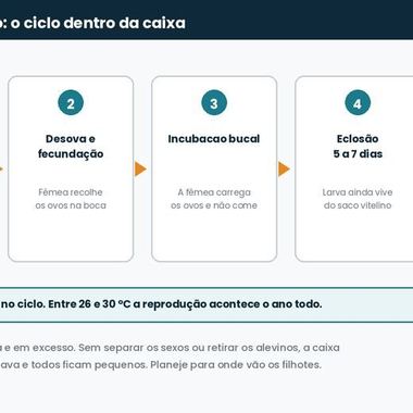 Ciclo reprodutivo da tilápia
